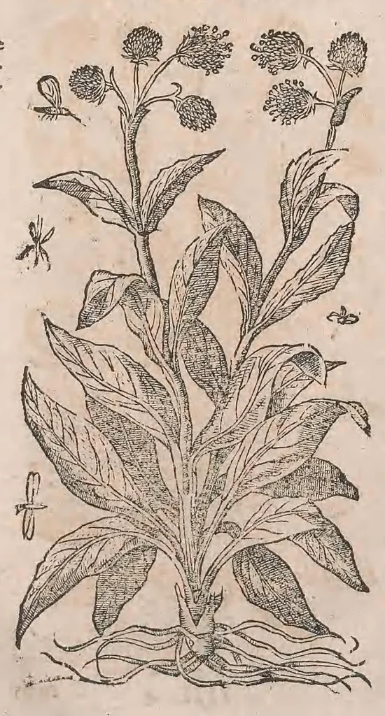 An illustration from Histoire generale des plantes : contenant XVIII livres egalement de partis en deux tomes, 1653, leaf 944
