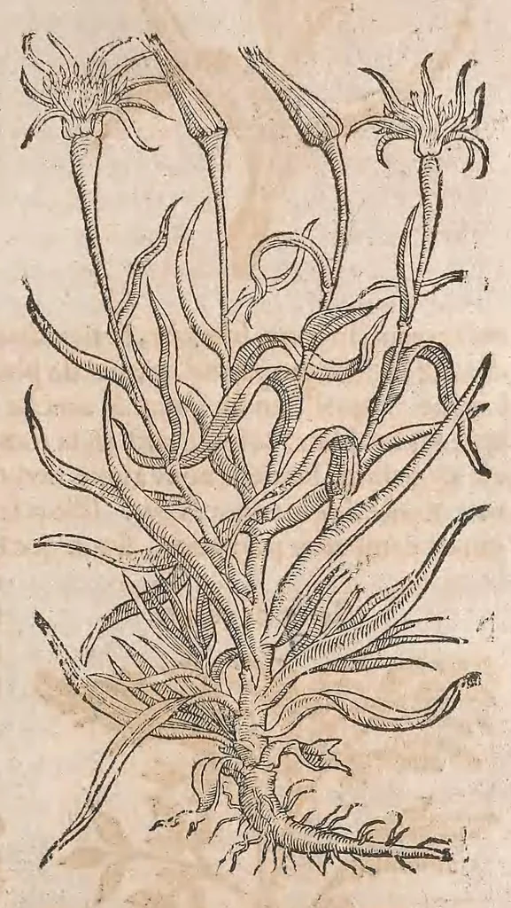 An illustration from Histoire generale des plantes : contenant XVIII livres egalement de partis en deux tomes, 1653, leaf 955