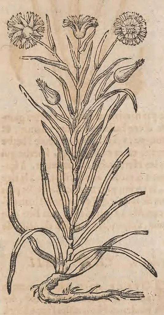 An illustration from Histoire generale des plantes : contenant XVIII livres egalement de partis en deux tomes, 1653, leaf 955
