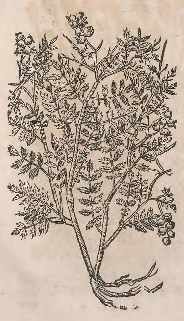 An illustration from Histoire generale des plantes : contenant XVIII livres egalement de partis en deux tomes, 1653, leaf 964