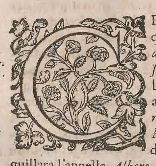 An illustration from Histoire generale des plantes : contenant XVIII livres egalement de partis en deux tomes, 1653, leaf 98