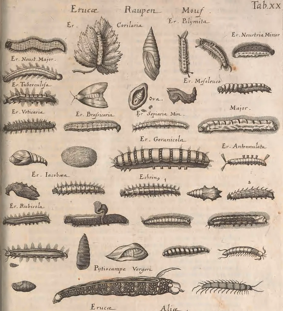An illustration from Historiae naturalis de quadrupetibus libri : cum aeneis figuris; [Historiae naturalis de serpentibus libri II ; Historiae naturalis de insectis libri III ; Historiae naturalis de exanguibus aquaticis libri IV ; Historiae naturalis de piscibus et cetis libri V ; Historiae naturalis de avibus libri VI], 1650, leaf 1004
