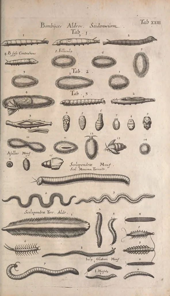 An illustration from Historiae naturalis de quadrupetibus libri : cum aeneis figuris; [Historiae naturalis de serpentibus libri II ; Historiae naturalis de insectis libri III ; Historiae naturalis de exanguibus aquaticis libri IV ; Historiae naturalis de piscibus et cetis libri V ; Historiae naturalis de avibus libri VI], 1650, leaf 1036