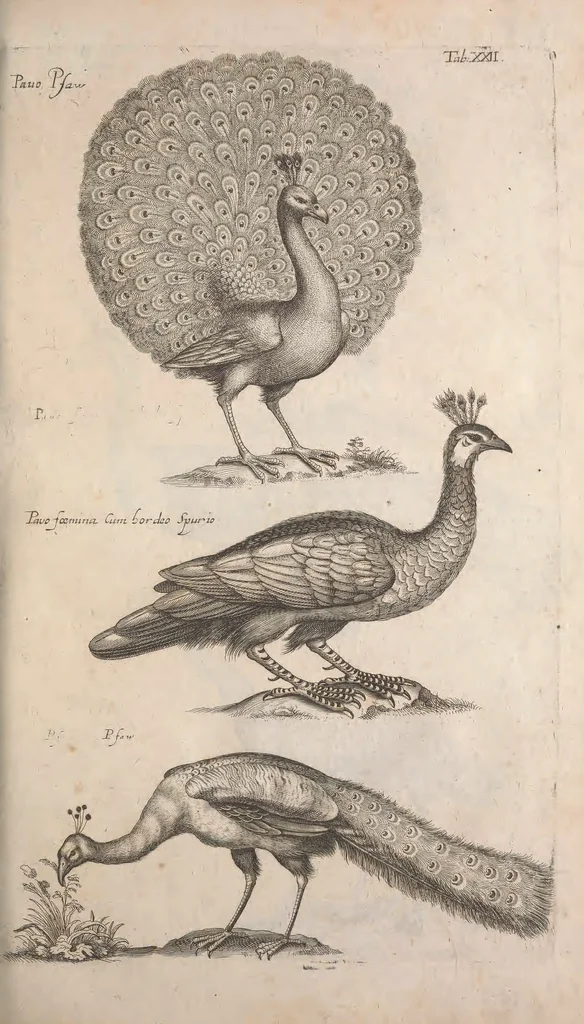 An illustration from Historiae naturalis de quadrupetibus libri : cum aeneis figuris; [Historiae naturalis de serpentibus libri II ; Historiae naturalis de insectis libri III ; Historiae naturalis de exanguibus aquaticis libri IV ; Historiae naturalis de piscibus et cetis libri V ; Historiae naturalis de avibus libri VI], 1650, leaf 104