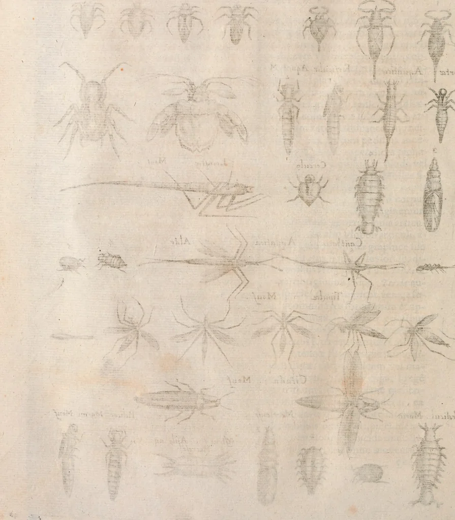 An illustration from Historiae naturalis de quadrupetibus libri : cum aeneis figuris; [Historiae naturalis de serpentibus libri II ; Historiae naturalis de insectis libri III ; Historiae naturalis de exanguibus aquaticis libri IV ; Historiae naturalis de piscibus et cetis libri V ; Historiae naturalis de avibus libri VI], 1650, leaf 1059