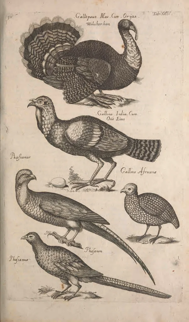 An illustration from Historiae naturalis de quadrupetibus libri : cum aeneis figuris; [Historiae naturalis de serpentibus libri II ; Historiae naturalis de insectis libri III ; Historiae naturalis de exanguibus aquaticis libri IV ; Historiae naturalis de piscibus et cetis libri V ; Historiae naturalis de avibus libri VI], 1650, leaf 110