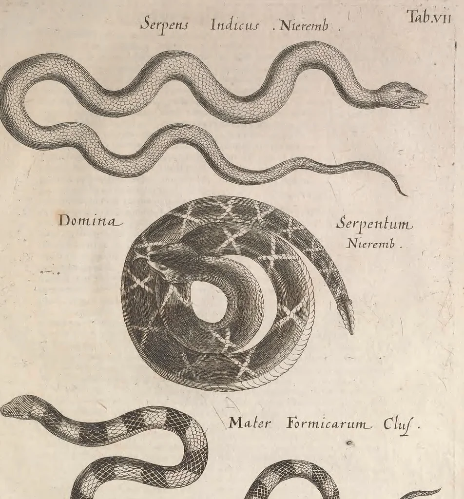 An illustration from Historiae naturalis de quadrupetibus libri : cum aeneis figuris; [Historiae naturalis de serpentibus libri II ; Historiae naturalis de insectis libri III ; Historiae naturalis de exanguibus aquaticis libri IV ; Historiae naturalis de piscibus et cetis libri V ; Historiae naturalis de avibus libri VI], 1650, leaf 1124