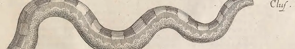 An illustration from Historiae naturalis de quadrupetibus libri : cum aeneis figuris; [Historiae naturalis de serpentibus libri II ; Historiae naturalis de insectis libri III ; Historiae naturalis de exanguibus aquaticis libri IV ; Historiae naturalis de piscibus et cetis libri V ; Historiae naturalis de avibus libri VI], 1650, leaf 1124