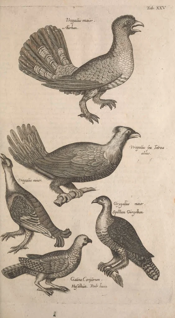 An illustration from Historiae naturalis de quadrupetibus libri : cum aeneis figuris; [Historiae naturalis de serpentibus libri II ; Historiae naturalis de insectis libri III ; Historiae naturalis de exanguibus aquaticis libri IV ; Historiae naturalis de piscibus et cetis libri V ; Historiae naturalis de avibus libri VI], 1650, leaf 114