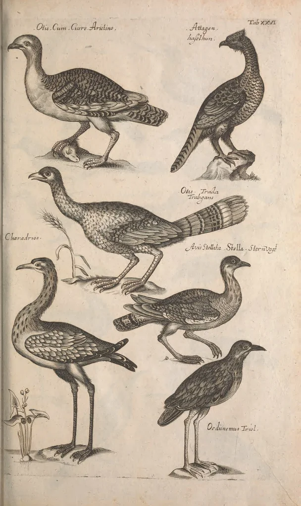 An illustration from Historiae naturalis de quadrupetibus libri : cum aeneis figuris; [Historiae naturalis de serpentibus libri II ; Historiae naturalis de insectis libri III ; Historiae naturalis de exanguibus aquaticis libri IV ; Historiae naturalis de piscibus et cetis libri V ; Historiae naturalis de avibus libri VI], 1650, leaf 118