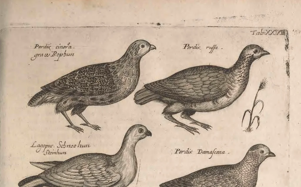 An illustration from Historiae naturalis de quadrupetibus libri : cum aeneis figuris; [Historiae naturalis de serpentibus libri II ; Historiae naturalis de insectis libri III ; Historiae naturalis de exanguibus aquaticis libri IV ; Historiae naturalis de piscibus et cetis libri V ; Historiae naturalis de avibus libri VI], 1650, leaf 128