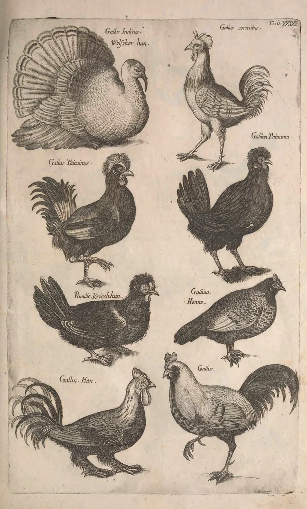 An illustration from Historiae naturalis de quadrupetibus libri : cum aeneis figuris; [Historiae naturalis de serpentibus libri II ; Historiae naturalis de insectis libri III ; Historiae naturalis de exanguibus aquaticis libri IV ; Historiae naturalis de piscibus et cetis libri V ; Historiae naturalis de avibus libri VI], 1650, leaf 144