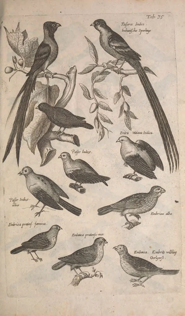 An illustration from Historiae naturalis de quadrupetibus libri : cum aeneis figuris; [Historiae naturalis de serpentibus libri II ; Historiae naturalis de insectis libri III ; Historiae naturalis de exanguibus aquaticis libri IV ; Historiae naturalis de piscibus et cetis libri V ; Historiae naturalis de avibus libri VI], 1650, leaf 170
