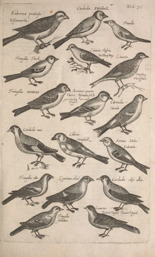 An illustration from Historiae naturalis de quadrupetibus libri : cum aeneis figuris; [Historiae naturalis de serpentibus libri II ; Historiae naturalis de insectis libri III ; Historiae naturalis de exanguibus aquaticis libri IV ; Historiae naturalis de piscibus et cetis libri V ; Historiae naturalis de avibus libri VI], 1650, leaf 172