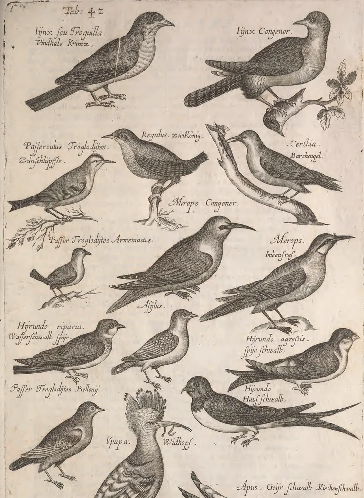 An illustration from Historiae naturalis de quadrupetibus libri : cum aeneis figuris; [Historiae naturalis de serpentibus libri II ; Historiae naturalis de insectis libri III ; Historiae naturalis de exanguibus aquaticis libri IV ; Historiae naturalis de piscibus et cetis libri V ; Historiae naturalis de avibus libri VI], 1650, leaf 202