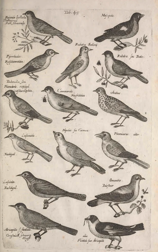 An illustration from Historiae naturalis de quadrupetibus libri : cum aeneis figuris; [Historiae naturalis de serpentibus libri II ; Historiae naturalis de insectis libri III ; Historiae naturalis de exanguibus aquaticis libri IV ; Historiae naturalis de piscibus et cetis libri V ; Historiae naturalis de avibus libri VI], 1650, leaf 216