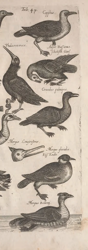 An illustration from Historiae naturalis de quadrupetibus libri : cum aeneis figuris; [Historiae naturalis de serpentibus libri II ; Historiae naturalis de insectis libri III ; Historiae naturalis de exanguibus aquaticis libri IV ; Historiae naturalis de piscibus et cetis libri V ; Historiae naturalis de avibus libri VI], 1650, leaf 228