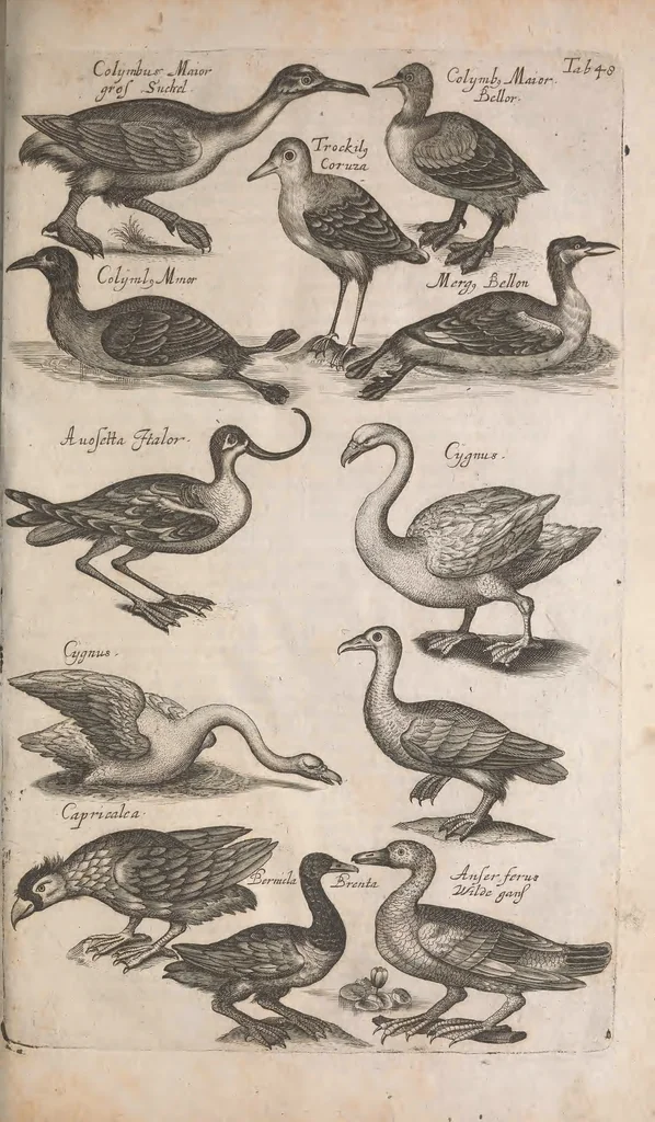 An illustration from Historiae naturalis de quadrupetibus libri : cum aeneis figuris; [Historiae naturalis de serpentibus libri II ; Historiae naturalis de insectis libri III ; Historiae naturalis de exanguibus aquaticis libri IV ; Historiae naturalis de piscibus et cetis libri V ; Historiae naturalis de avibus libri VI], 1650, leaf 236