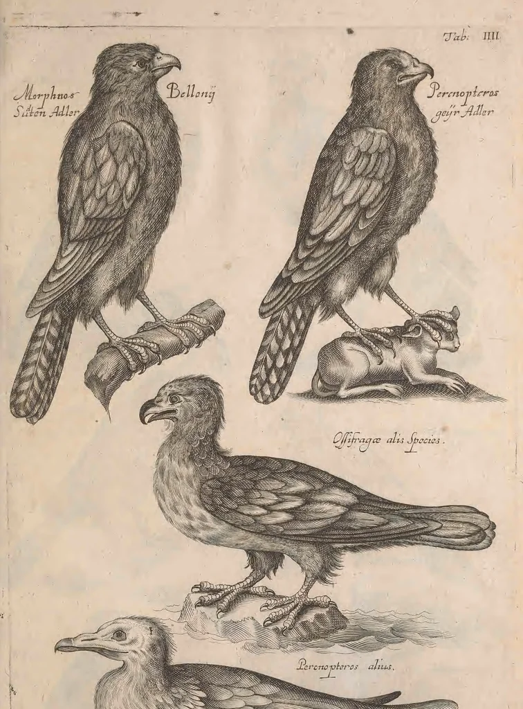 An illustration from Historiae naturalis de quadrupetibus libri : cum aeneis figuris; [Historiae naturalis de serpentibus libri II ; Historiae naturalis de insectis libri III ; Historiae naturalis de exanguibus aquaticis libri IV ; Historiae naturalis de piscibus et cetis libri V ; Historiae naturalis de avibus libri VI], 1650, leaf 26