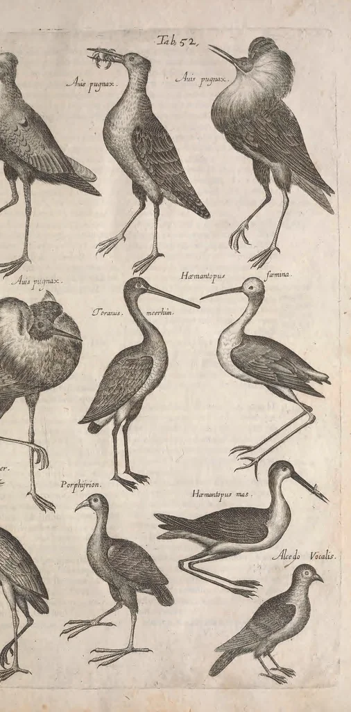An illustration from Historiae naturalis de quadrupetibus libri : cum aeneis figuris; [Historiae naturalis de serpentibus libri II ; Historiae naturalis de insectis libri III ; Historiae naturalis de exanguibus aquaticis libri IV ; Historiae naturalis de piscibus et cetis libri V ; Historiae naturalis de avibus libri VI], 1650, leaf 262