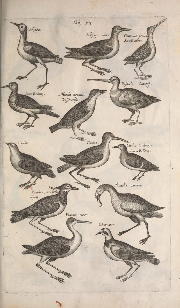An illustration from Historiae naturalis de quadrupetibus libri : cum aeneis figuris; [Historiae naturalis de serpentibus libri II ; Historiae naturalis de insectis libri III ; Historiae naturalis de exanguibus aquaticis libri IV ; Historiae naturalis de piscibus et cetis libri V ; Historiae naturalis de avibus libri VI], 1650, leaf 266