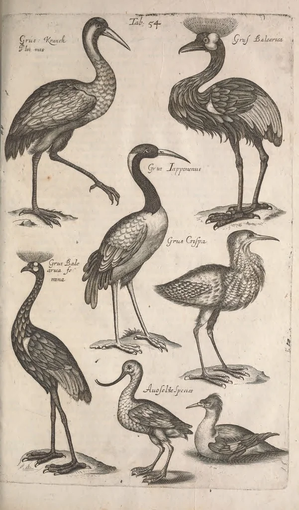 An illustration from Historiae naturalis de quadrupetibus libri : cum aeneis figuris; [Historiae naturalis de serpentibus libri II ; Historiae naturalis de insectis libri III ; Historiae naturalis de exanguibus aquaticis libri IV ; Historiae naturalis de piscibus et cetis libri V ; Historiae naturalis de avibus libri VI], 1650, leaf 268