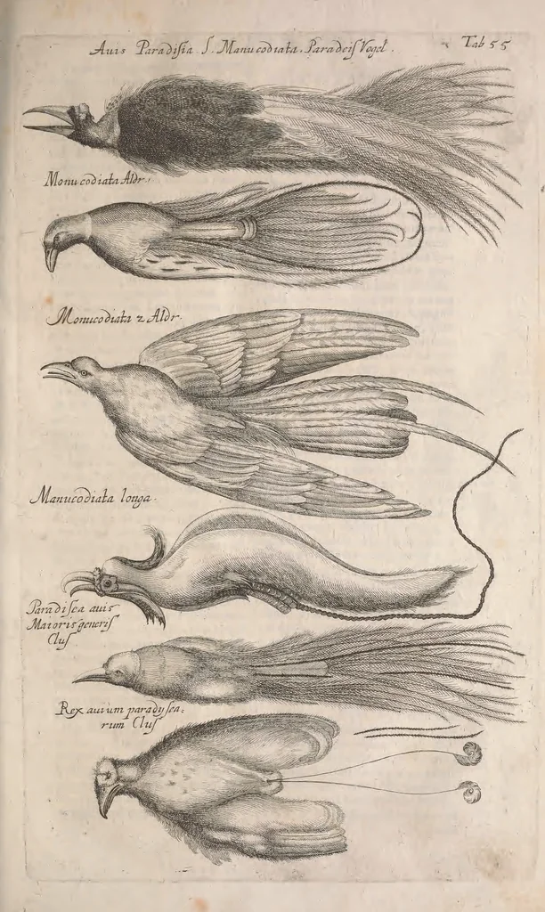 An illustration from Historiae naturalis de quadrupetibus libri : cum aeneis figuris; [Historiae naturalis de serpentibus libri II ; Historiae naturalis de insectis libri III ; Historiae naturalis de exanguibus aquaticis libri IV ; Historiae naturalis de piscibus et cetis libri V ; Historiae naturalis de avibus libri VI], 1650, leaf 284