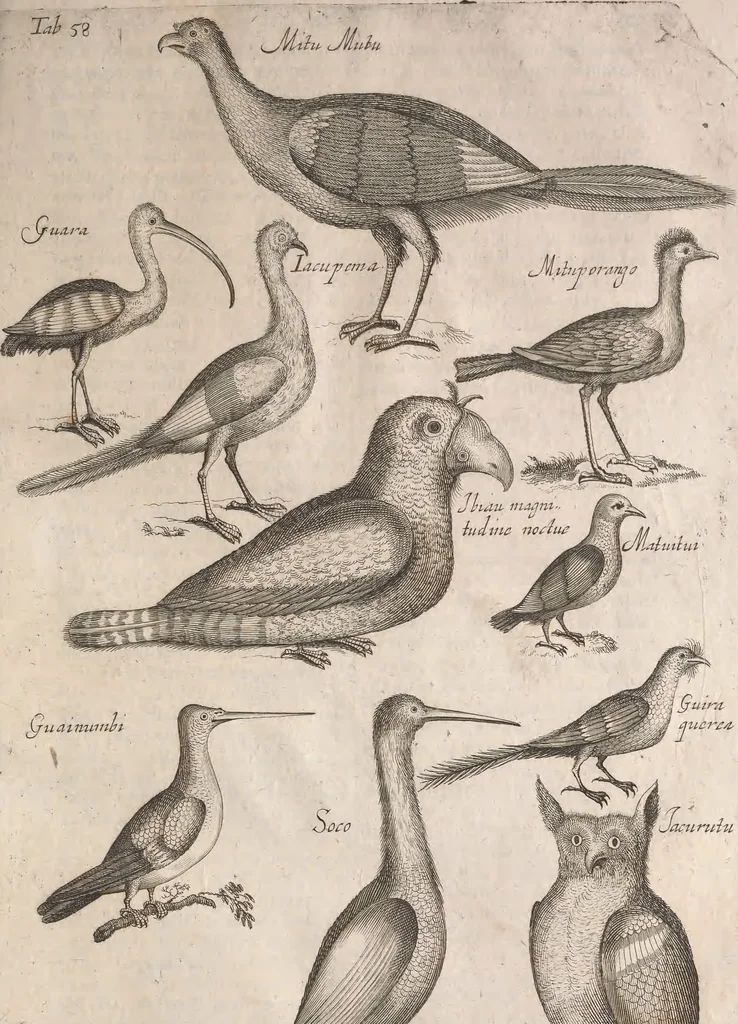 An illustration from Historiae naturalis de quadrupetibus libri : cum aeneis figuris; [Historiae naturalis de serpentibus libri II ; Historiae naturalis de insectis libri III ; Historiae naturalis de exanguibus aquaticis libri IV ; Historiae naturalis de piscibus et cetis libri V ; Historiae naturalis de avibus libri VI], 1650, leaf 310