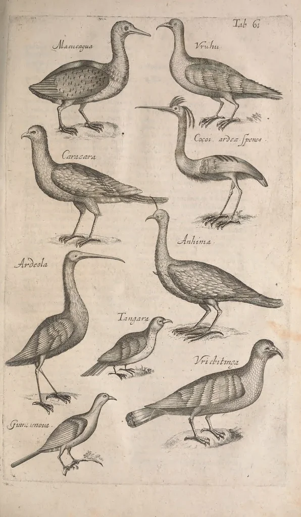 An illustration from Historiae naturalis de quadrupetibus libri : cum aeneis figuris; [Historiae naturalis de serpentibus libri II ; Historiae naturalis de insectis libri III ; Historiae naturalis de exanguibus aquaticis libri IV ; Historiae naturalis de piscibus et cetis libri V ; Historiae naturalis de avibus libri VI], 1650, leaf 334