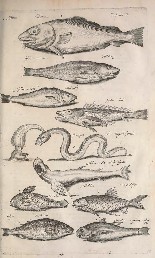 An illustration from Historiae naturalis de quadrupetibus libri : cum aeneis figuris; [Historiae naturalis de serpentibus libri II ; Historiae naturalis de insectis libri III ; Historiae naturalis de exanguibus aquaticis libri IV ; Historiae naturalis de piscibus et cetis libri V ; Historiae naturalis de avibus libri VI], 1650, leaf 376