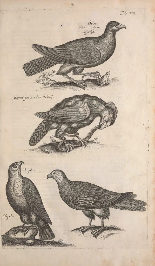 An illustration from Historiae naturalis de quadrupetibus libri : cum aeneis figuris; [Historiae naturalis de serpentibus libri II ; Historiae naturalis de insectis libri III ; Historiae naturalis de exanguibus aquaticis libri IV ; Historiae naturalis de piscibus et cetis libri V ; Historiae naturalis de avibus libri VI], 1650, leaf 38