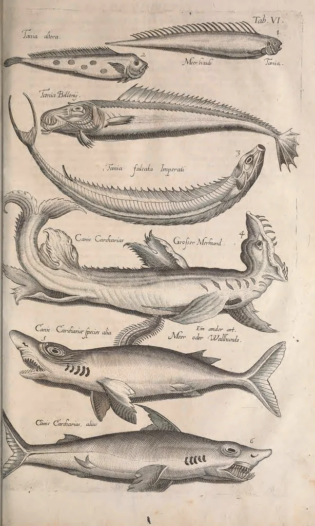 An illustration from Historiae naturalis de quadrupetibus libri : cum aeneis figuris; [Historiae naturalis de serpentibus libri II ; Historiae naturalis de insectis libri III ; Historiae naturalis de exanguibus aquaticis libri IV ; Historiae naturalis de piscibus et cetis libri V ; Historiae naturalis de avibus libri VI], 1650, leaf 398