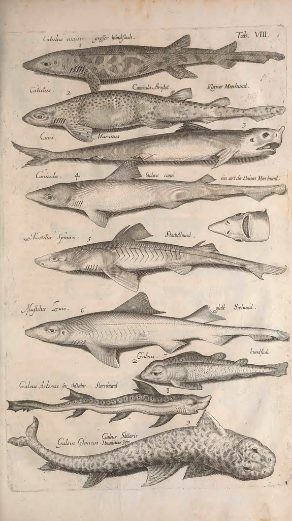 An illustration from Historiae naturalis de quadrupetibus libri : cum aeneis figuris; [Historiae naturalis de serpentibus libri II ; Historiae naturalis de insectis libri III ; Historiae naturalis de exanguibus aquaticis libri IV ; Historiae naturalis de piscibus et cetis libri V ; Historiae naturalis de avibus libri VI], 1650, leaf 404