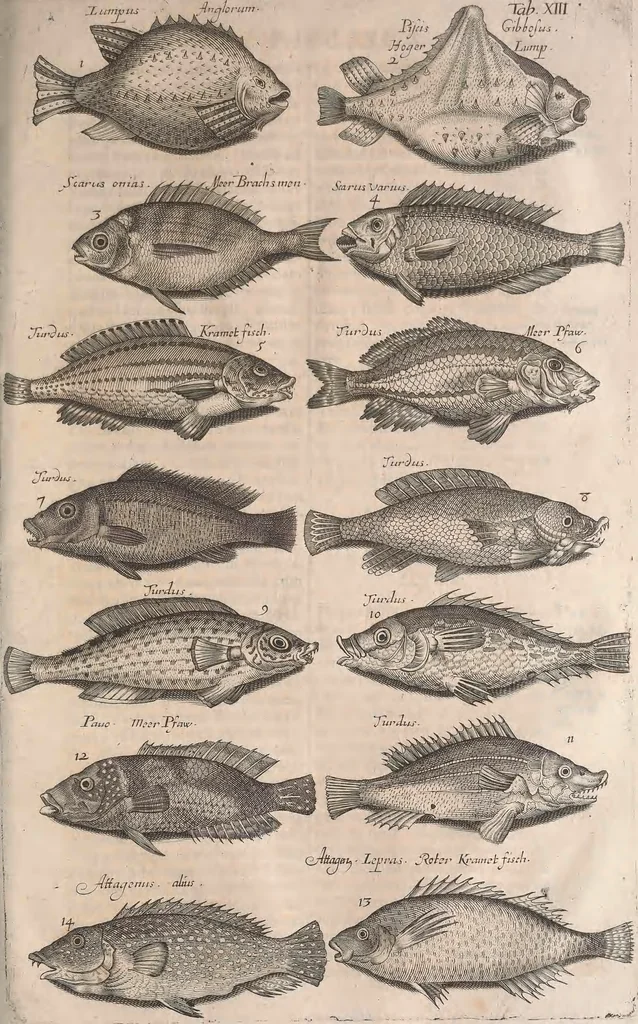 An illustration from Historiae naturalis de quadrupetibus libri : cum aeneis figuris; [Historiae naturalis de serpentibus libri II ; Historiae naturalis de insectis libri III ; Historiae naturalis de exanguibus aquaticis libri IV ; Historiae naturalis de piscibus et cetis libri V ; Historiae naturalis de avibus libri VI], 1650, leaf 432