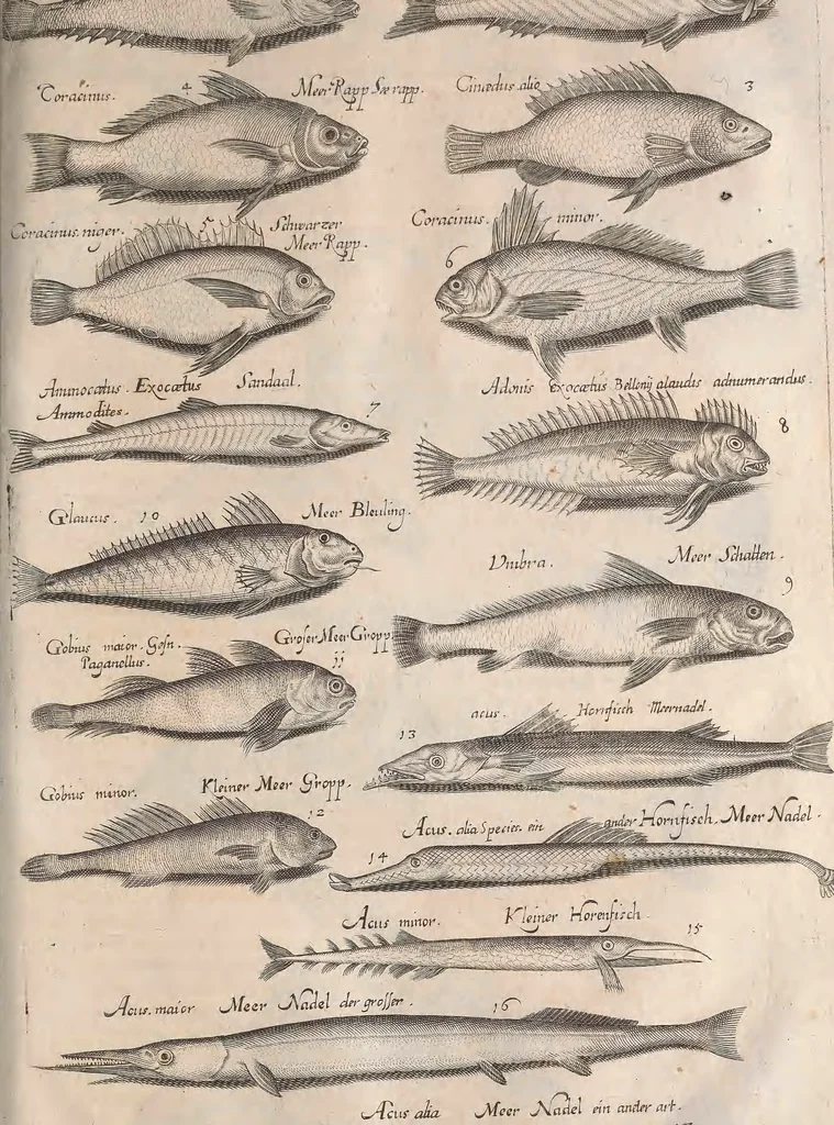 An illustration from Historiae naturalis de quadrupetibus libri : cum aeneis figuris; [Historiae naturalis de serpentibus libri II ; Historiae naturalis de insectis libri III ; Historiae naturalis de exanguibus aquaticis libri IV ; Historiae naturalis de piscibus et cetis libri V ; Historiae naturalis de avibus libri VI], 1650, leaf 446