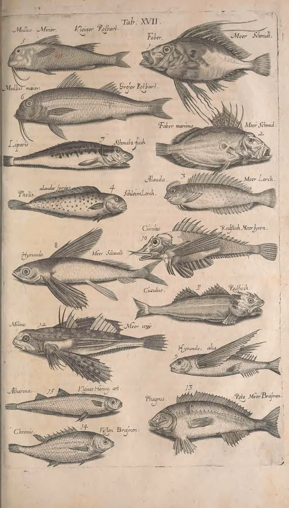 An illustration from Historiae naturalis de quadrupetibus libri : cum aeneis figuris; [Historiae naturalis de serpentibus libri II ; Historiae naturalis de insectis libri III ; Historiae naturalis de exanguibus aquaticis libri IV ; Historiae naturalis de piscibus et cetis libri V ; Historiae naturalis de avibus libri VI], 1650, leaf 458