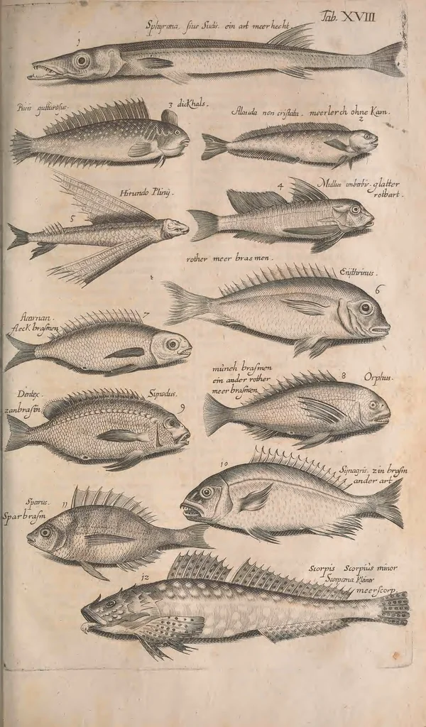 An illustration from Historiae naturalis de quadrupetibus libri : cum aeneis figuris; [Historiae naturalis de serpentibus libri II ; Historiae naturalis de insectis libri III ; Historiae naturalis de exanguibus aquaticis libri IV ; Historiae naturalis de piscibus et cetis libri V ; Historiae naturalis de avibus libri VI], 1650, leaf 468