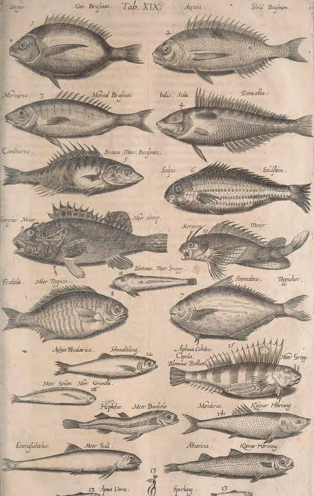 An illustration from Historiae naturalis de quadrupetibus libri : cum aeneis figuris; [Historiae naturalis de serpentibus libri II ; Historiae naturalis de insectis libri III ; Historiae naturalis de exanguibus aquaticis libri IV ; Historiae naturalis de piscibus et cetis libri V ; Historiae naturalis de avibus libri VI], 1650, leaf 476
