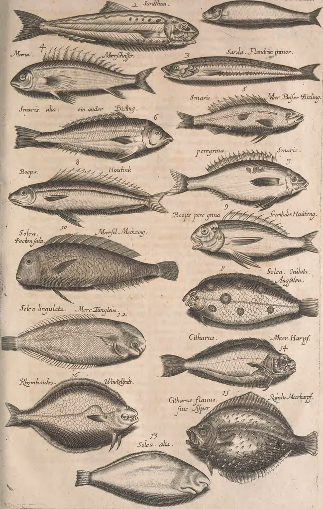 An illustration from Historiae naturalis de quadrupetibus libri : cum aeneis figuris; [Historiae naturalis de serpentibus libri II ; Historiae naturalis de insectis libri III ; Historiae naturalis de exanguibus aquaticis libri IV ; Historiae naturalis de piscibus et cetis libri V ; Historiae naturalis de avibus libri VI], 1650, leaf 486