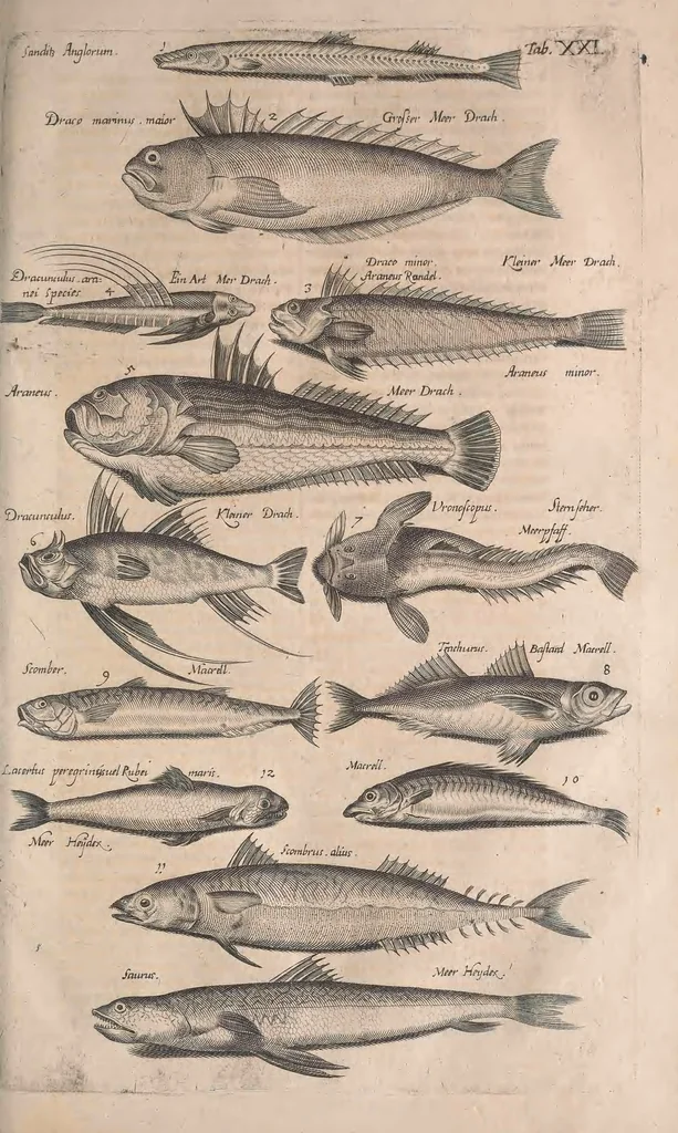 An illustration from Historiae naturalis de quadrupetibus libri : cum aeneis figuris; [Historiae naturalis de serpentibus libri II ; Historiae naturalis de insectis libri III ; Historiae naturalis de exanguibus aquaticis libri IV ; Historiae naturalis de piscibus et cetis libri V ; Historiae naturalis de avibus libri VI], 1650, leaf 498