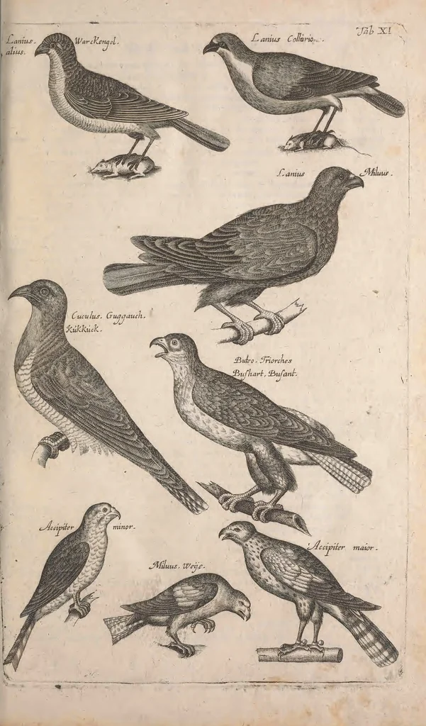 An illustration from Historiae naturalis de quadrupetibus libri : cum aeneis figuris; [Historiae naturalis de serpentibus libri II ; Historiae naturalis de insectis libri III ; Historiae naturalis de exanguibus aquaticis libri IV ; Historiae naturalis de piscibus et cetis libri V ; Historiae naturalis de avibus libri VI], 1650, leaf 50
