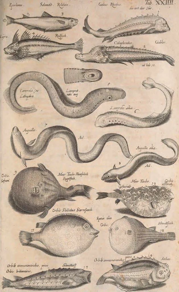 An illustration from Historiae naturalis de quadrupetibus libri : cum aeneis figuris; [Historiae naturalis de serpentibus libri II ; Historiae naturalis de insectis libri III ; Historiae naturalis de exanguibus aquaticis libri IV ; Historiae naturalis de piscibus et cetis libri V ; Historiae naturalis de avibus libri VI], 1650, leaf 526