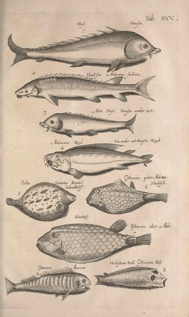 An illustration from Historiae naturalis de quadrupetibus libri : cum aeneis figuris; [Historiae naturalis de serpentibus libri II ; Historiae naturalis de insectis libri III ; Historiae naturalis de exanguibus aquaticis libri IV ; Historiae naturalis de piscibus et cetis libri V ; Historiae naturalis de avibus libri VI], 1650, leaf 528