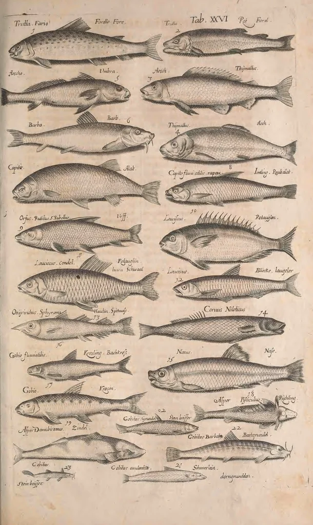 An illustration from Historiae naturalis de quadrupetibus libri : cum aeneis figuris; [Historiae naturalis de serpentibus libri II ; Historiae naturalis de insectis libri III ; Historiae naturalis de exanguibus aquaticis libri IV ; Historiae naturalis de piscibus et cetis libri V ; Historiae naturalis de avibus libri VI], 1650, leaf 546