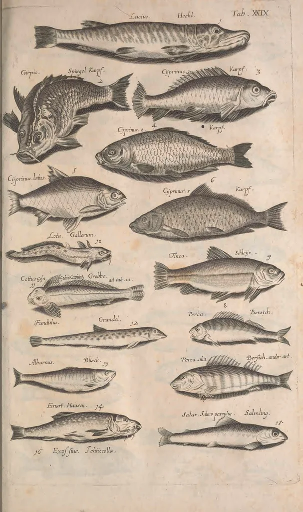 An illustration from Historiae naturalis de quadrupetibus libri : cum aeneis figuris; [Historiae naturalis de serpentibus libri II ; Historiae naturalis de insectis libri III ; Historiae naturalis de exanguibus aquaticis libri IV ; Historiae naturalis de piscibus et cetis libri V ; Historiae naturalis de avibus libri VI], 1650, leaf 564