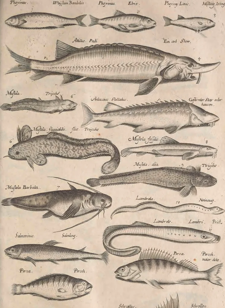 An illustration from Historiae naturalis de quadrupetibus libri : cum aeneis figuris; [Historiae naturalis de serpentibus libri II ; Historiae naturalis de insectis libri III ; Historiae naturalis de exanguibus aquaticis libri IV ; Historiae naturalis de piscibus et cetis libri V ; Historiae naturalis de avibus libri VI], 1650, leaf 566