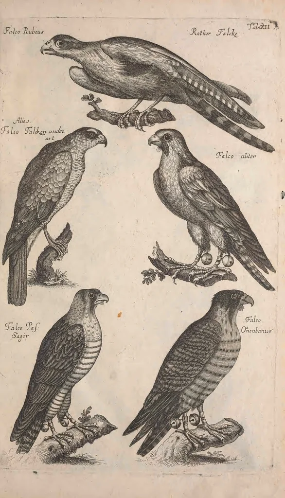 An illustration from Historiae naturalis de quadrupetibus libri : cum aeneis figuris; [Historiae naturalis de serpentibus libri II ; Historiae naturalis de insectis libri III ; Historiae naturalis de exanguibus aquaticis libri IV ; Historiae naturalis de piscibus et cetis libri V ; Historiae naturalis de avibus libri VI], 1650, leaf 58