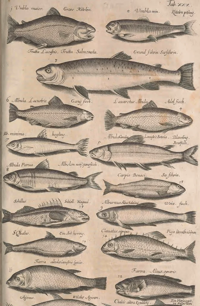 An illustration from Historiae naturalis de quadrupetibus libri : cum aeneis figuris; [Historiae naturalis de serpentibus libri II ; Historiae naturalis de insectis libri III ; Historiae naturalis de exanguibus aquaticis libri IV ; Historiae naturalis de piscibus et cetis libri V ; Historiae naturalis de avibus libri VI], 1650, leaf 596