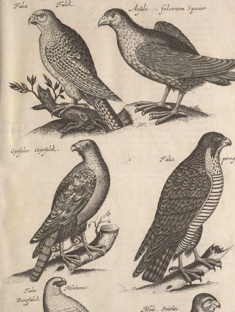 An illustration from Historiae naturalis de quadrupetibus libri : cum aeneis figuris; [Historiae naturalis de serpentibus libri II ; Historiae naturalis de insectis libri III ; Historiae naturalis de exanguibus aquaticis libri IV ; Historiae naturalis de piscibus et cetis libri V ; Historiae naturalis de avibus libri VI], 1650, leaf 60
