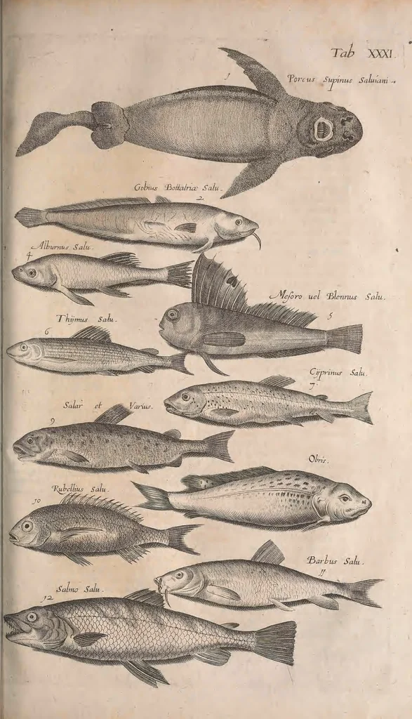 An illustration from Historiae naturalis de quadrupetibus libri : cum aeneis figuris; [Historiae naturalis de serpentibus libri II ; Historiae naturalis de insectis libri III ; Historiae naturalis de exanguibus aquaticis libri IV ; Historiae naturalis de piscibus et cetis libri V ; Historiae naturalis de avibus libri VI], 1650, leaf 602